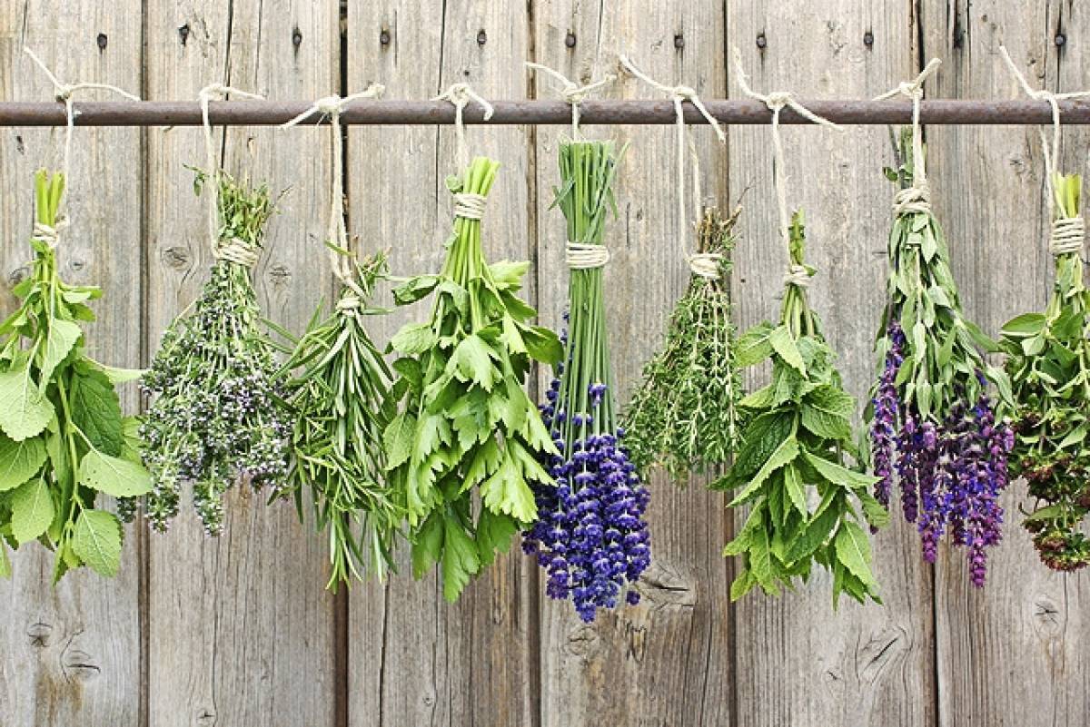 7 θαυματουργά βότανα για βαθιές αναπνοές και καθαρά πνευμόνια