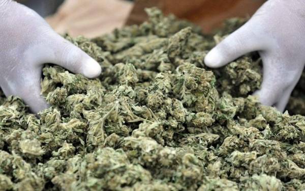 Ελεύθερη η χρήση μαριχουάνας για ψυχαγωγικούς σκοπούς στον Καναδά