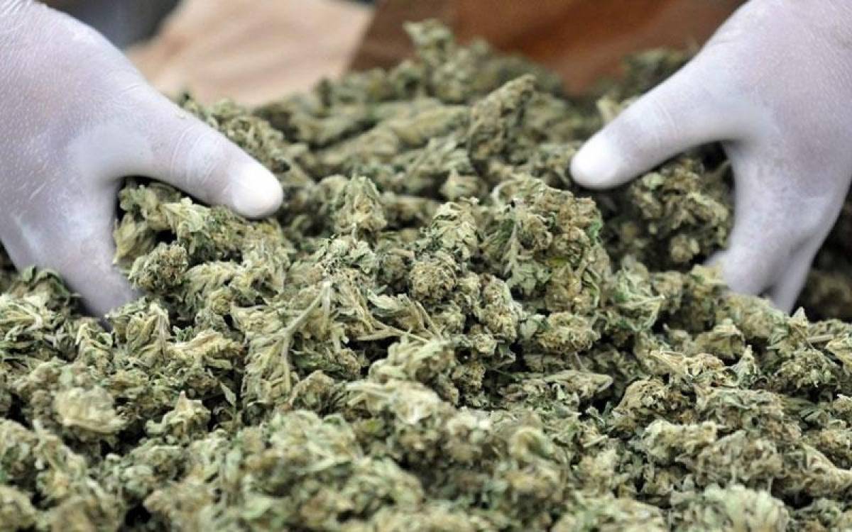 Ελεύθερη η χρήση μαριχουάνας για ψυχαγωγικούς σκοπούς στον Καναδά
