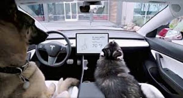 Σωτήρια για τα pet σας ευρηματικότητα από την Tesla