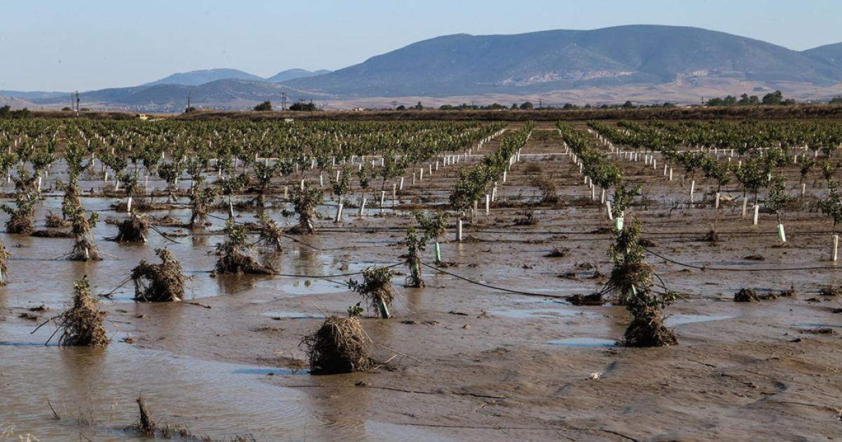 Προχωρά αντικατάσταση ζωικού κεφαλαίου και ανακατασκευή στάβλων σε πληγείσες περιοχές