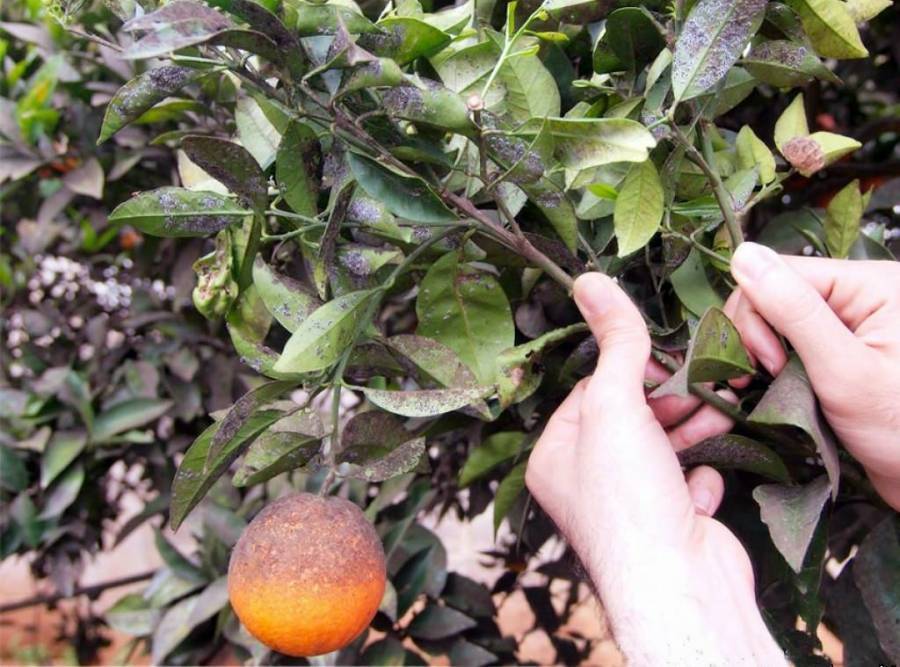 Εγκρίθηκε βιολογικό πρόγραμμα καταπολέμησης παρασίτου που πλήττει τα εσπεριδοειδή