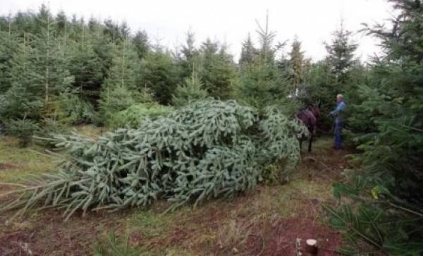 Αγωνιούν οι ελατοπαραγωγοί για τη διακίνηση των χριστουγεννιάτικων δέντρων