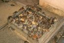 Δυσοσμία και ποντίκια στην πλατεία Κολωνακίου από λάθος σε εργασίες της ΕΥΔΑΠ