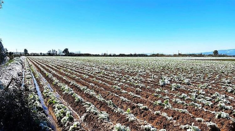 Frost.minagric.gr: Εφαρμογή που θα προειδοποιεί τους αγρότες για τον παγετό