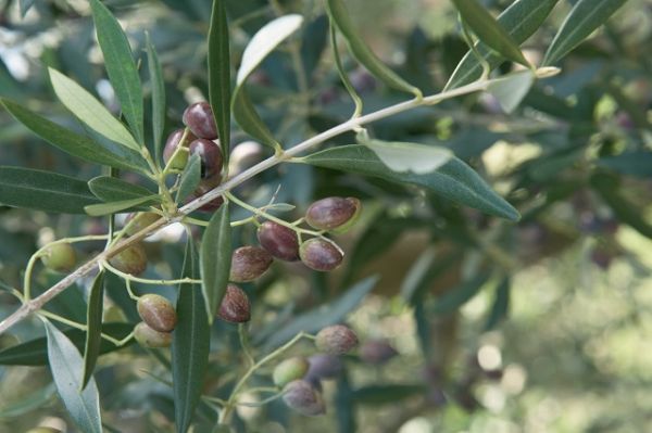 Εγκρίθηκε η επέκταση του ελαιολάδου ΠΟΠ «ΚΑΛΑΜΑΤΑ» σ'όλη τη Μεσσηνία