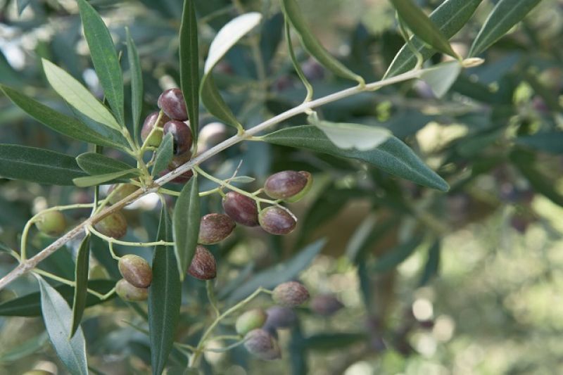 Εγκρίθηκε η επέκταση του ελαιολάδου ΠΟΠ «ΚΑΛΑΜΑΤΑ» σ'όλη τη Μεσσηνία