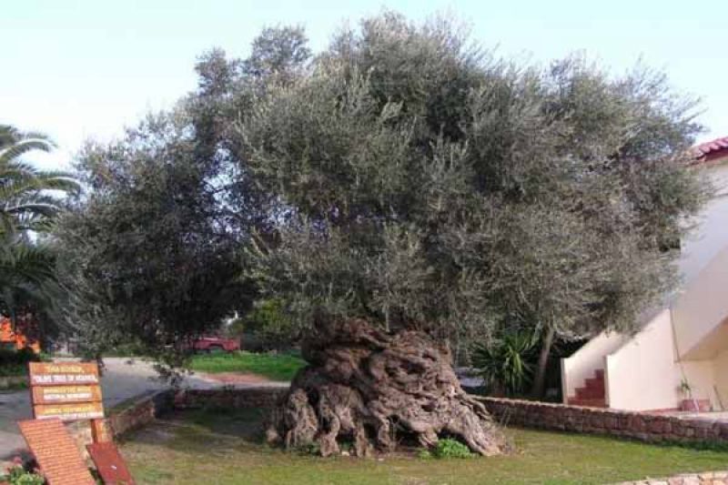 Εμβληματική Ερευνητική Δράση Εθνικής Εμβέλειας «Οι Δρόμοι της Ελιάς»