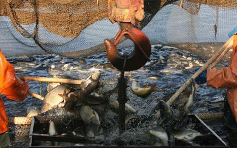 6+1 αγκάθια για τον κλάδο της ιχθυοκαλλιέργειας
