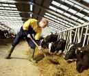 Οι εισαγωγές κρέατος, μείον 10%. Η εγχώρια παραγωγή;