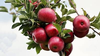 Στην Ινδία θα εξάγονται τα ελληνικά μήλα