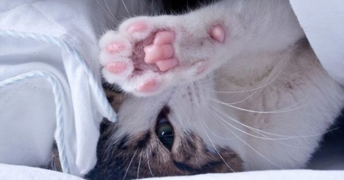 Μυτιλήνη: Έλουσε γατάκι με οινόπνευμα και το πέταξε στα σκουπίδια
