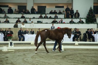 Δημοπρασία 23 καθαρόαιμων αλόγων στο Μαρκόπουλο