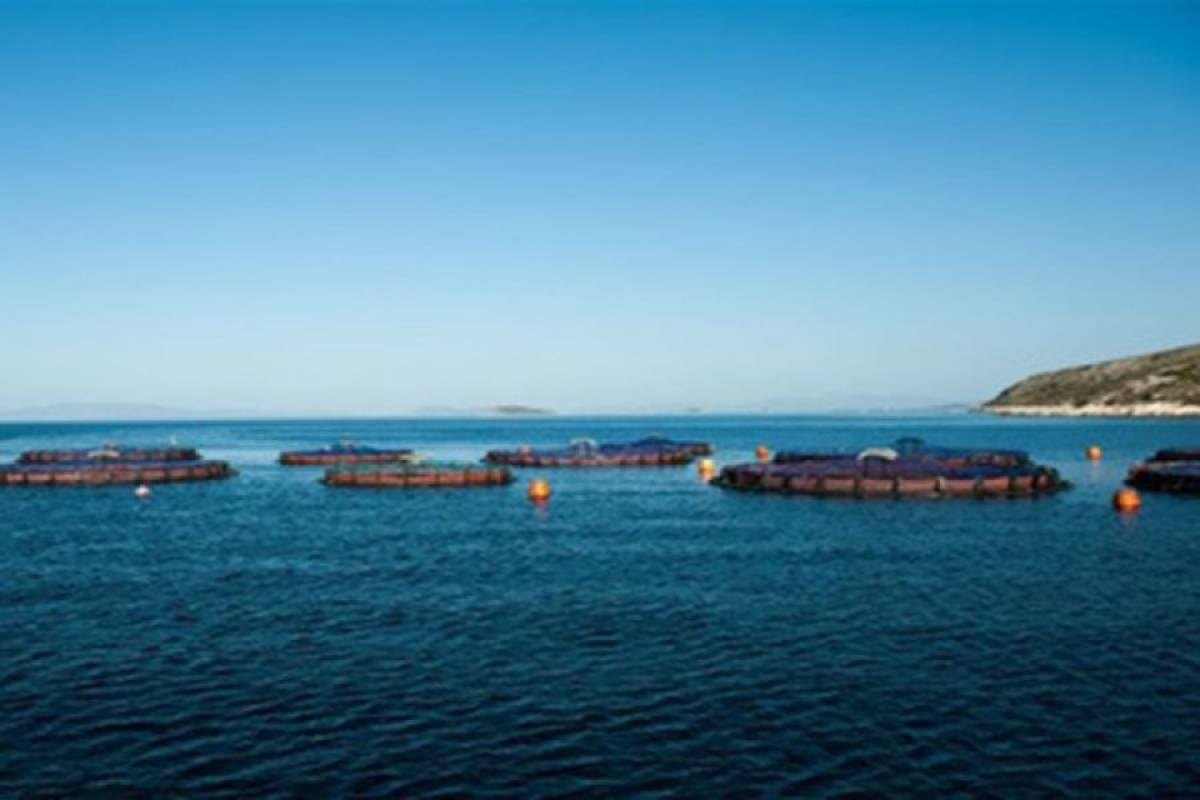 Στο 95,79% το ποσοστό της Andromeda Seafood στην Περσεύς