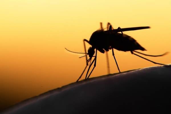 Δεύτερη νεκρή στην Ελλάδα από τον ιό του Δυτικού Νείλου