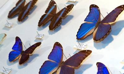 ΗΠΑ: 7.000 έντομα έκαναν… φτερά από μουσείο