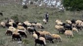 Πρόσθετη αποζημίωση 4,5 εκατ. ευρώ στους πληγέντες κτηνοτρόφους