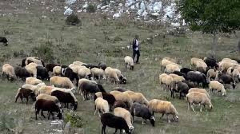 Πρόσθετη αποζημίωση 4,5 εκατ. ευρώ στους πληγέντες κτηνοτρόφους