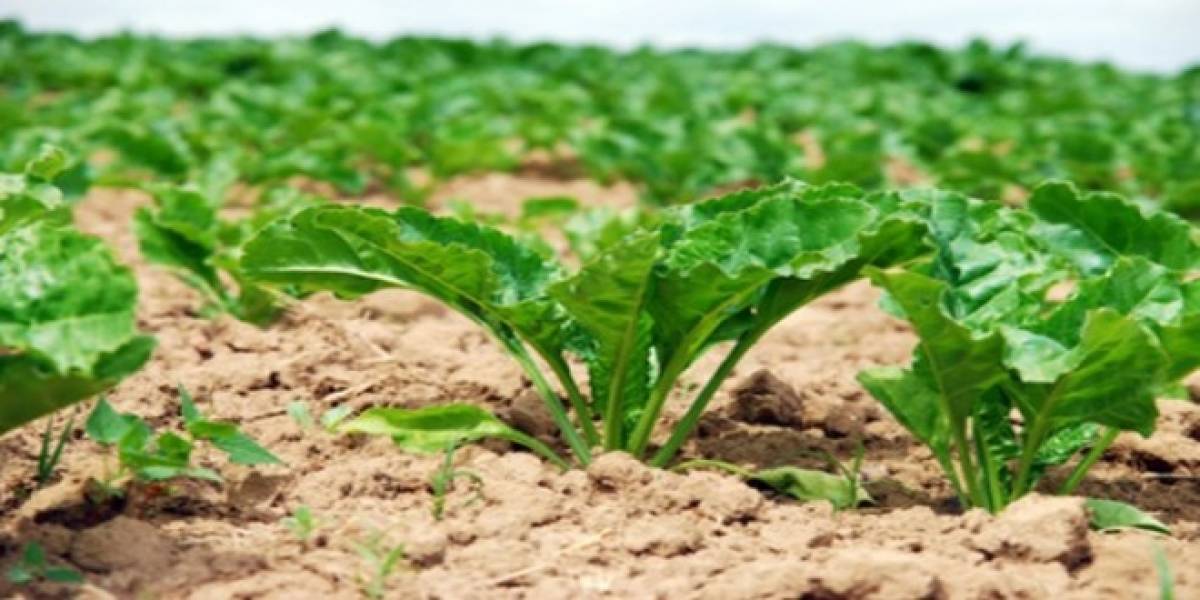 Πιστώνονται σήμερα οι λογαριασμοί των δικαιούχων συνδεδεμένης ενίσχυσης ζαχαροτεύτλων
