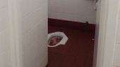 Κομμένο κεφάλι γουρουνιού βρέθηκε σε "τούρκικη" τουαλέτα πανεπιστημίου (φώτο)