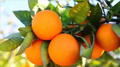 Το 14% της ευρωπαϊκής παραγωγής πορτοκαλιών στην Ελλάδα