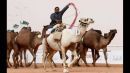 Έκαναν μπότοξ σε καμήλες για να κερδίσουν διαγωνισμό ομορφιάς (video)