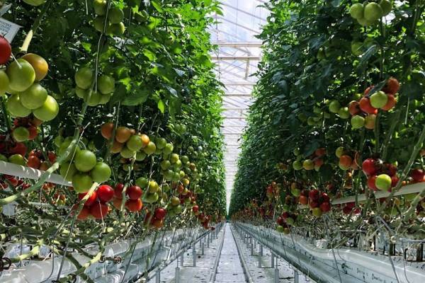 Πίσω στον Θεοδωρόπουλο το 14% της Wonderplant