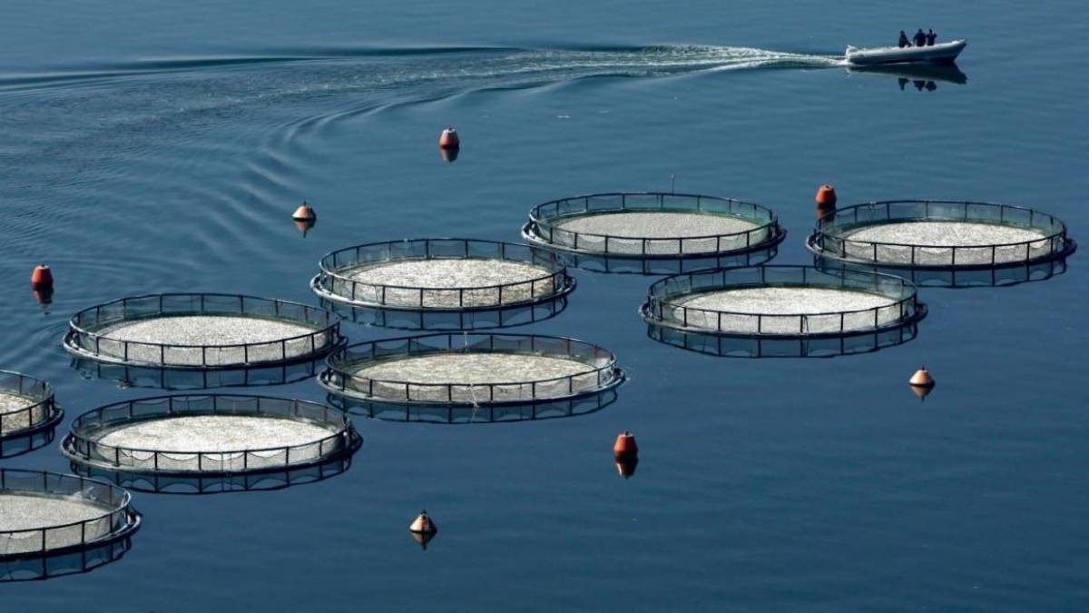 Πιστοποίηση «Fish from Greece» έλαβε ο Σελόντα