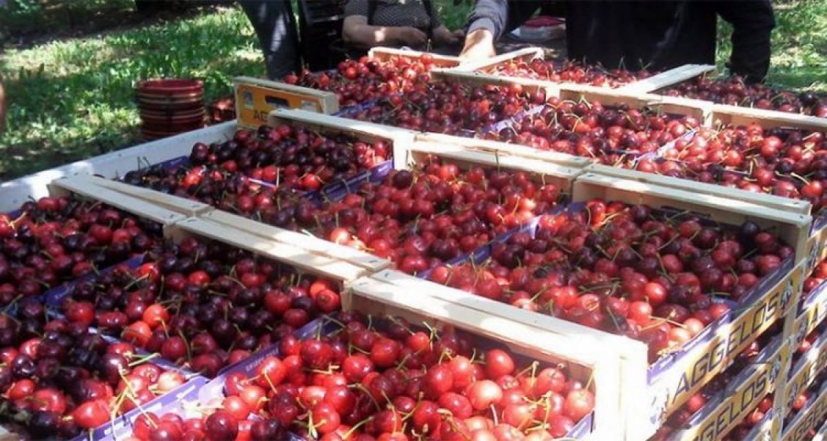 Ρεκόρ με αύξηση 47,1% για τις εξαγωγές κερασιών