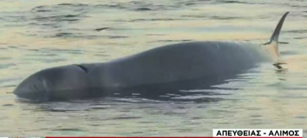 Μικρή φάλαινα βγήκε στα ρηχά στον Άλιμο- Είναι τραυματισμένη (video)