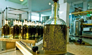 Ελαιόλαδο: Η αλήθεια για τις «τσουχτερές» τιμές-Η εικόνα στην παραγωγή