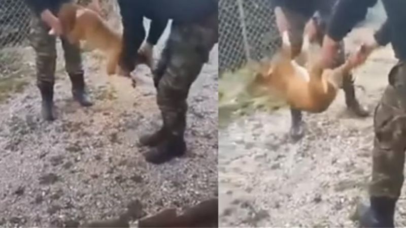 Ζητούν συγγνώμη οι φαντάροι που βασάνισαν σκύλο στην Κόνιτσα