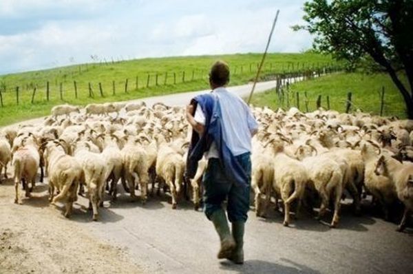 Αποζημιώσεις σχεδόν 4,5 εκατ. ευρώ σε κτηνοτρόφους