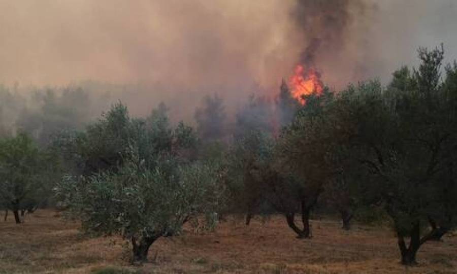 Σύλληψη 24χρονου για εμπρησμό στην Αρκαδία