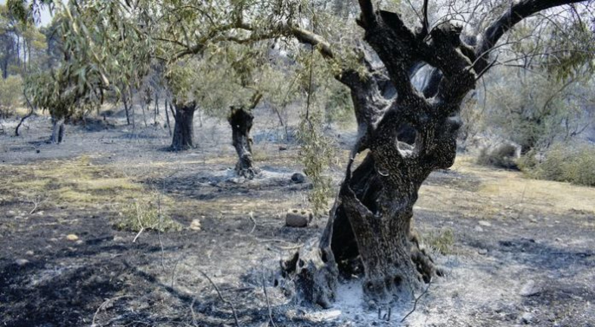 ΥΠΑΑΤ: Χορήγηση προκαταβολής €13,4 εκατ. για τις πυρόπληκτες δενδρώδεις καλλιέργειες