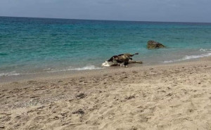 Νεκρές αγελάδες ξεβράζονται σε παραλίες της Λευκάδας