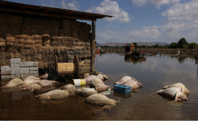 Θεσσαλία-Πλημμύρες: Σε κλιβάνους σε Ημαθία και Αρκαδία τα νεκρά ζώα