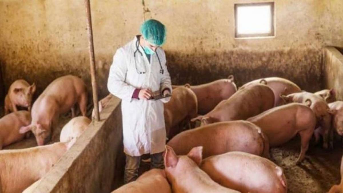 Σερβία: Εντοπίστηκαν 4 κρούσματα αφρικανικής πανώλης των χοίρων