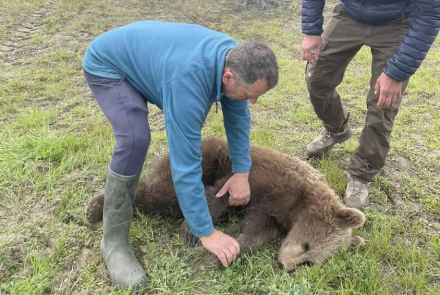 Επιτυχής απεγκλωβισμός αρκούδας στην περιοχή των Πρεσπών