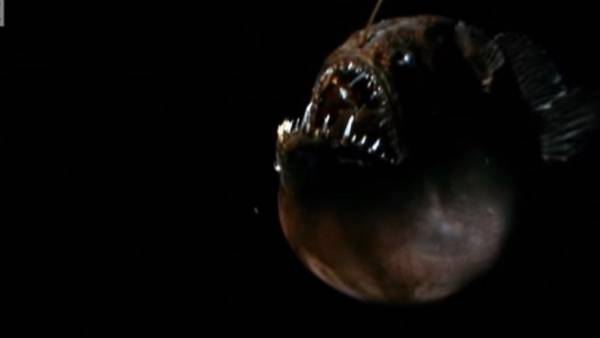 Το «διαβολόψαρο» του «Finding Nemo» ξεβράστηκε σε παραλία της Καλιφόρνια