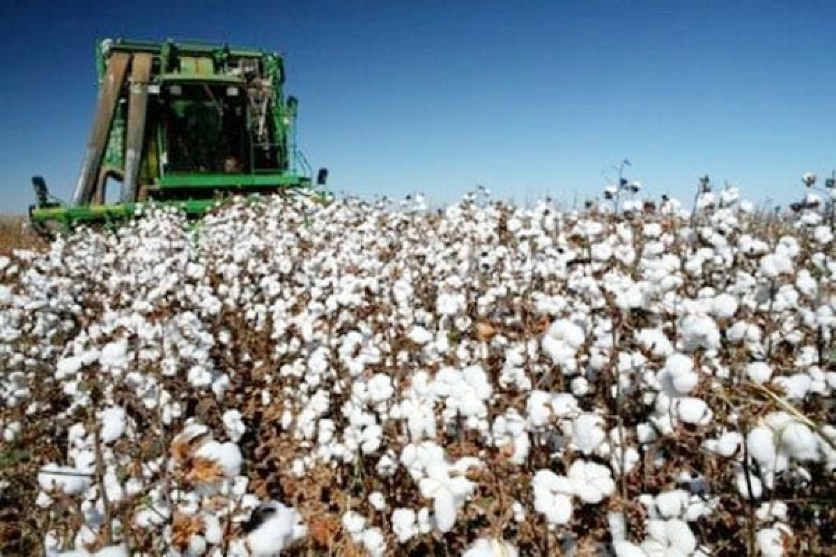 Καταβλήθηκαν €152,3 εκατ. σε 37.037 βαμβακοπαραγωγούς