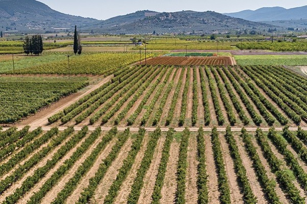 Ο αγροδιατροφικός κλάδος στηρίζει τις εξαγωγές- Άνοδος 17,5% στο 10μηνο