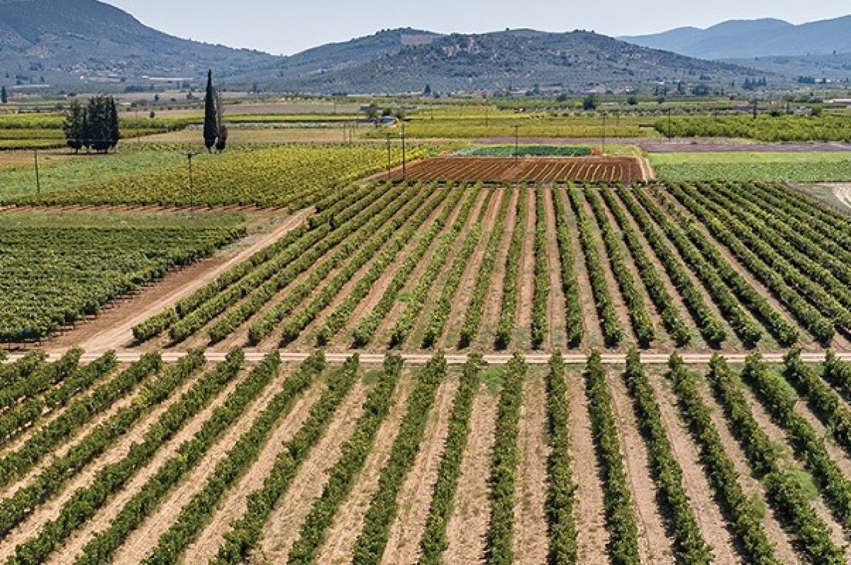 Ο αγροδιατροφικός κλάδος στηρίζει τις εξαγωγές- Άνοδος 17,5% στο 10μηνο