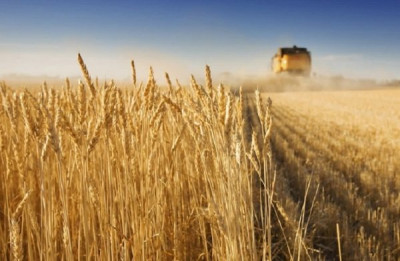 Ουκρανία: Μέσα σε ένα μήνα έχουν καταστραφεί 270.000 τόνοι δημητριακών