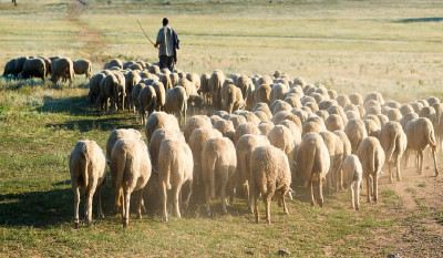 Νεοεισερχόμενοι κτηνοτρόφοι: «Τρέχουν» οι αιτήσεις ενίσχυσης- Πότε λήγει η προθεσμία