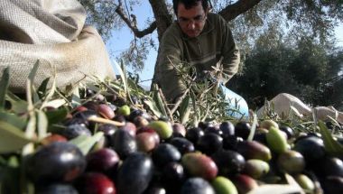 Παρέμβαση ΝΔ για τη στήριξη των ελαιοπαραγωγών