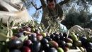 Παρέμβαση ΝΔ για τη στήριξη των ελαιοπαραγωγών
