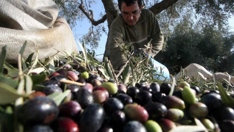 Παρέμβαση ΝΔ για τη στήριξη των ελαιοπαραγωγών