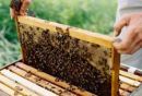 Πως μπορούν οι μελισσοκόμοι να πάρουν 4 εκατ. ευρώ