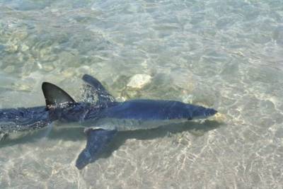 Καρχαρίας εμφανίστηκε σε παραλία της Κρήτης (photos &amp; video)